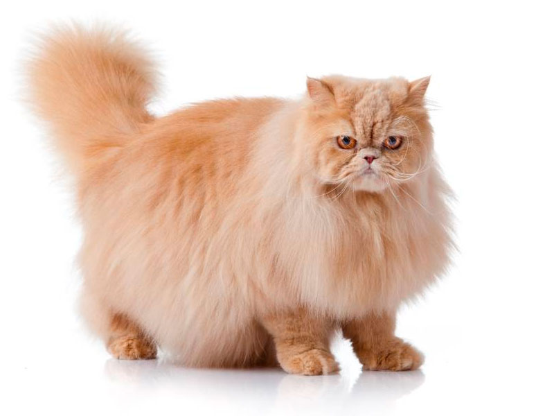 gato-01