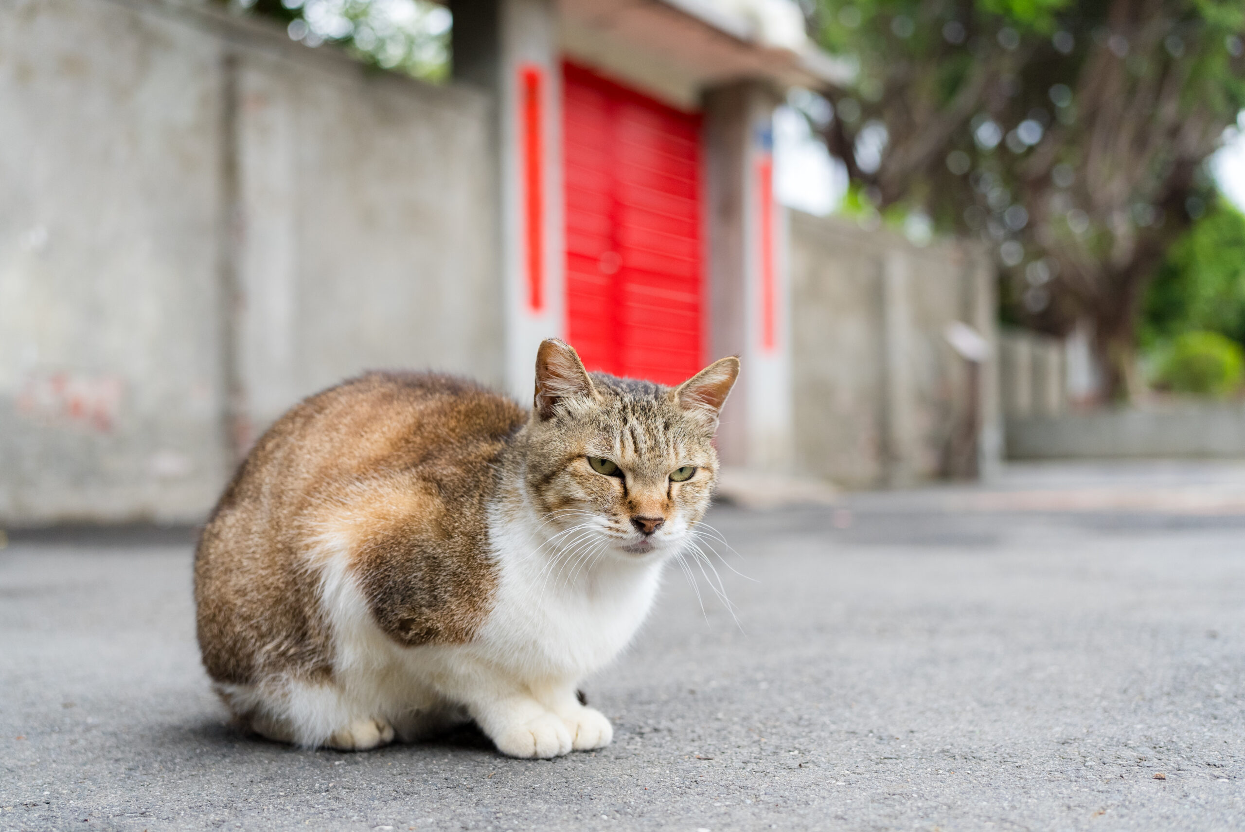 Stray cat sitting on the ground